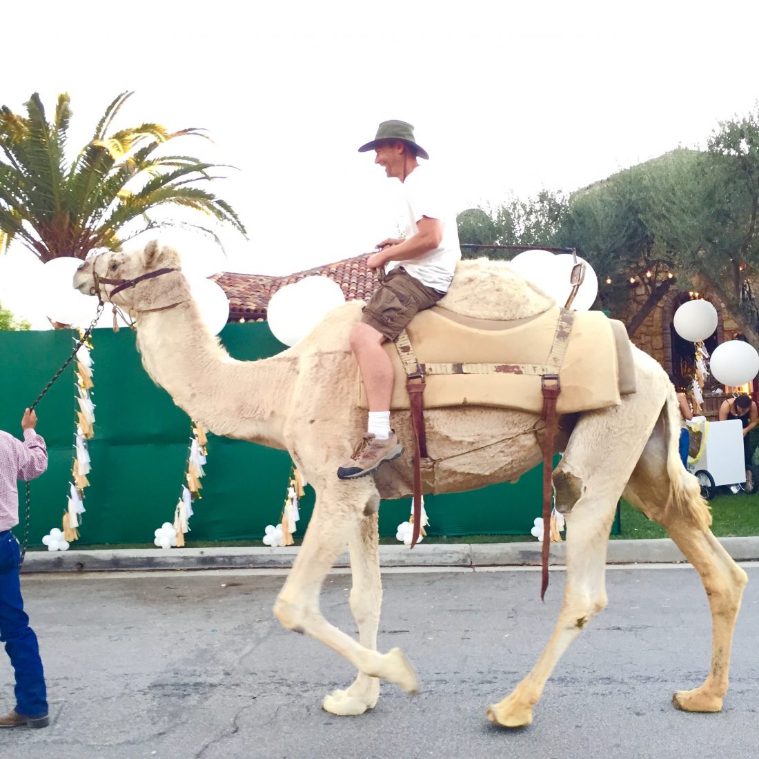 a man riding a live camel on a street with palm trees and balloons